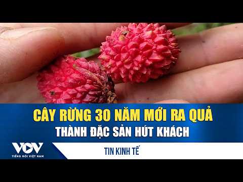 30-Year-Old Wild Fruit Tree Becomes a Must-Try Local Specialty | VOV