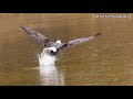🦅 Mary’s Precision Hunt in the Rain | Bald Eagle Aerial Mastery in Action 🌧️🐟 4K #viral #wildlife