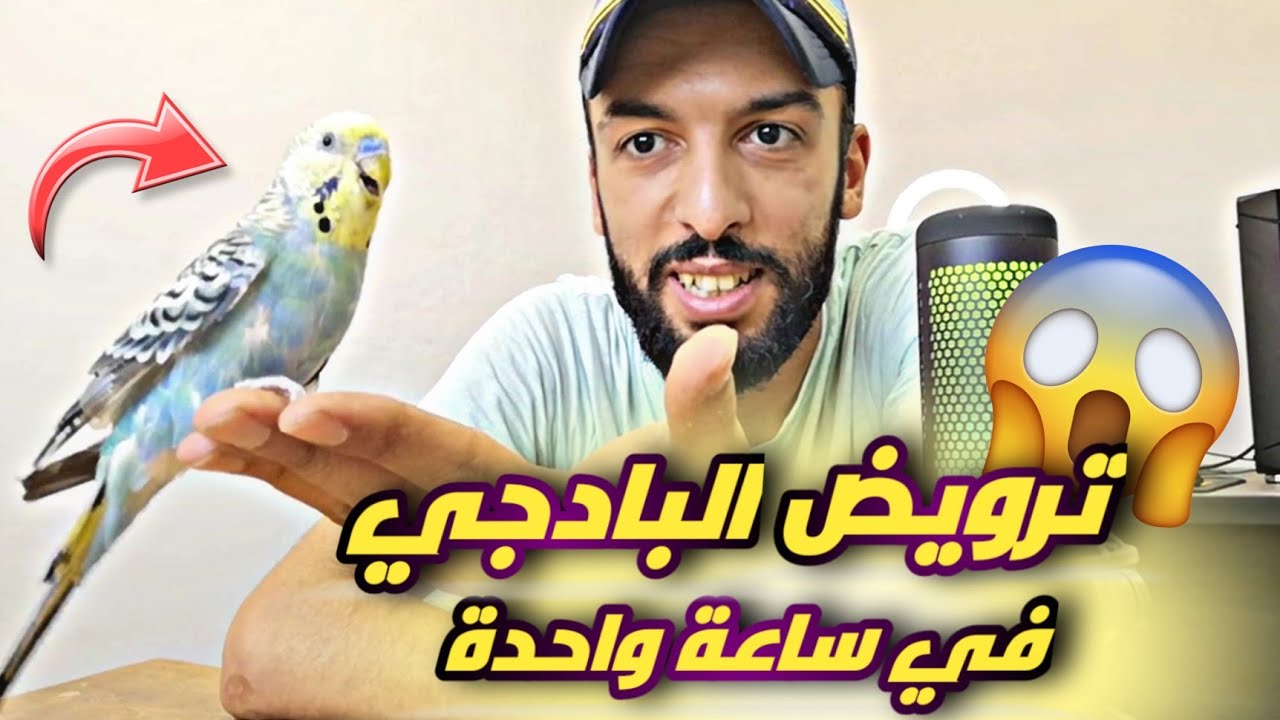 ترويض طائر البادجي في أقل من ساعة 😱 بدون تجويع أو قص الريش 🔥