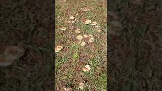 Yok Böyle Kanlica Mantari Her Yer Kanlica Mantari Dolmuş Icamantarı