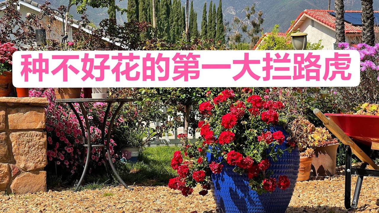 马蹄莲的无奈 Calla Lily海芋花 园艺篇226 Youtube