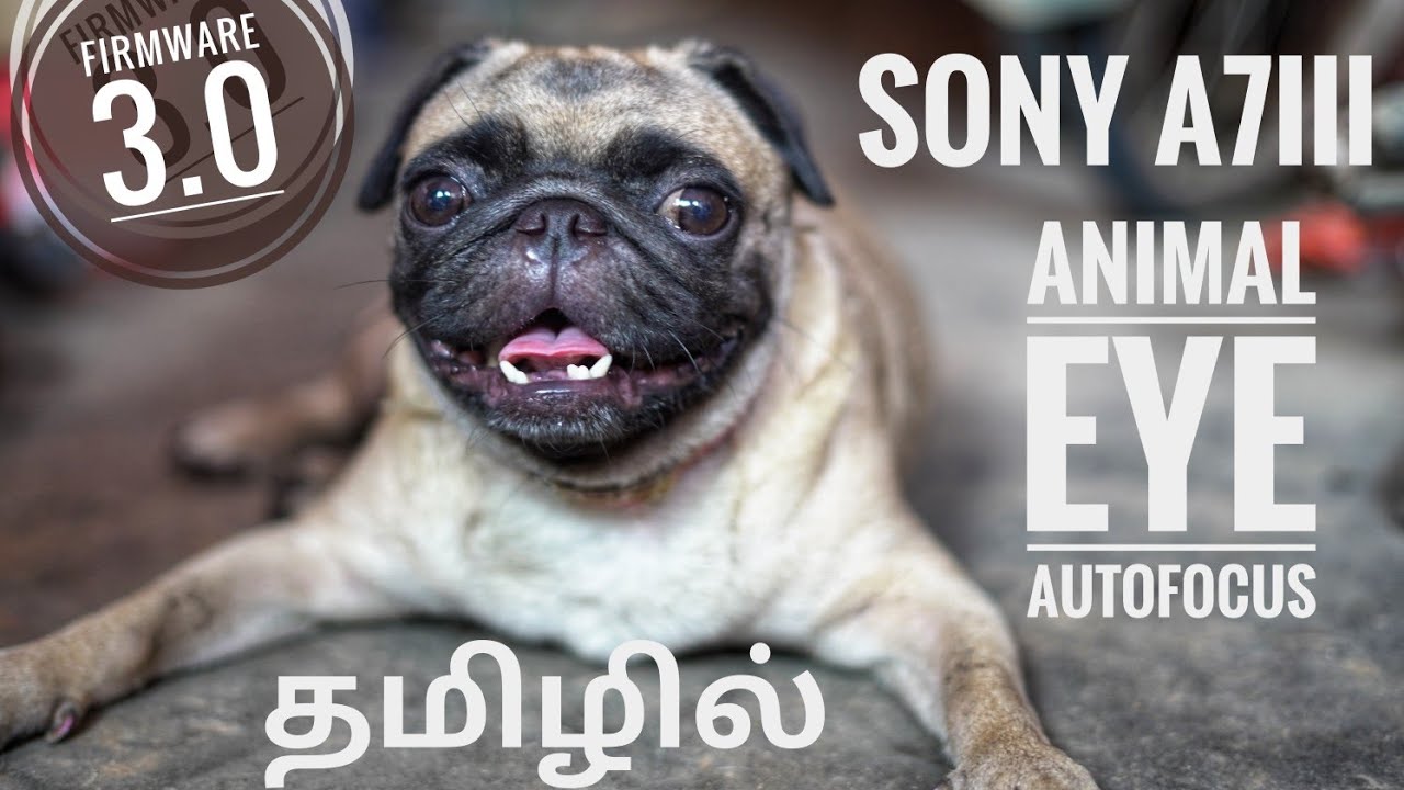 Sony A7iii new firmware update | Animal Eye Autofocus|Tamil - YouTube