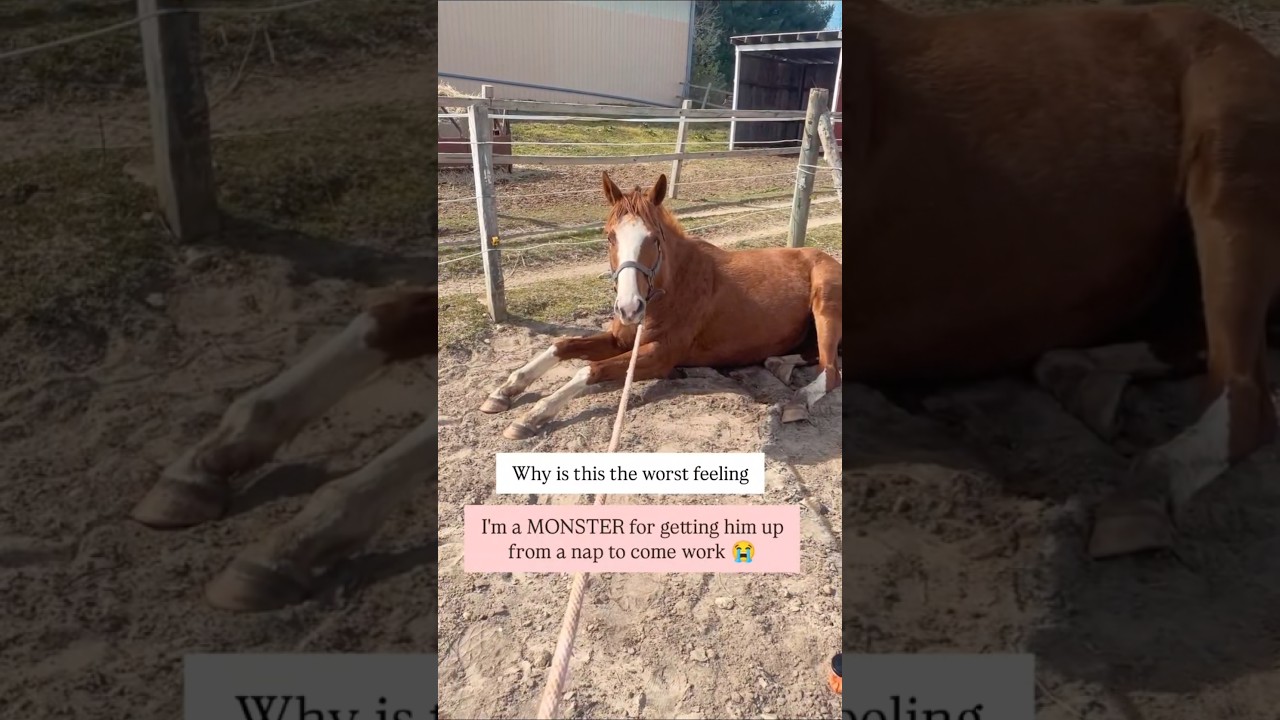 I HATE doing this to him 😭 #horse #funnyhorse #equestriancomedy #sleepyhorse #horselife #horseworld