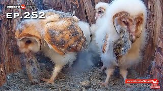 Barn Owl Nest ❸ ep.252Lechuzas en el nido DIRECTO (Cámara 38 | Ávila)