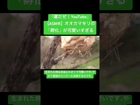 【ASMR】オオカマキリの「孵化」が可愛いすぎる #sdgs #虫の音 #insects #sound #虫の声 #bug #yt #昆虫 #mantis #chewing #environment