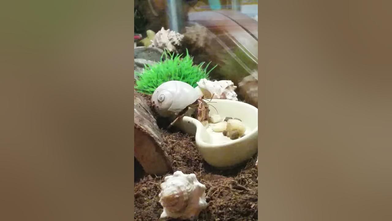 Hermit Crab Eating Banana YouTube