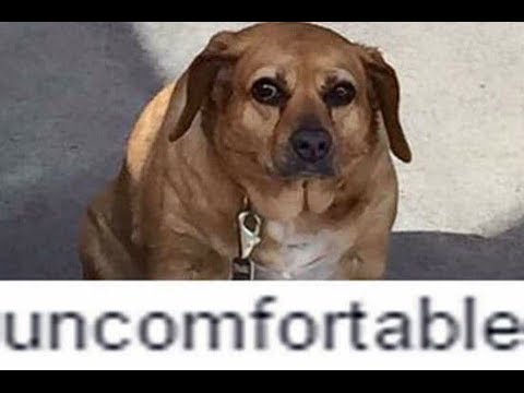 Мем григорий чувствует себя собакой Мем григорий чувствует себя собакой