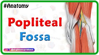 Popliteal Fossa Anatomy Animation Boundaries Contents And Relations Usmle Step 1
