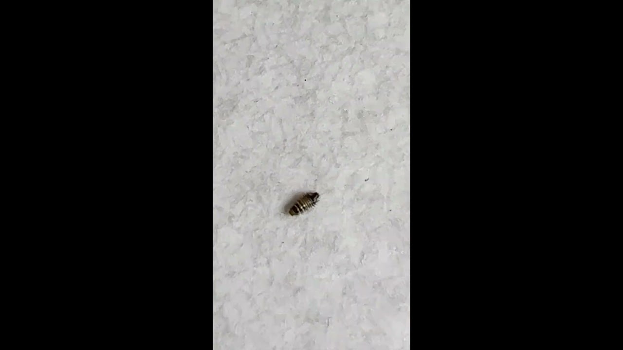 ヒメ カツオブシムシ 駆除