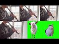 【猫ミーム】リコーダーで吹いてみた