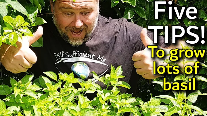 5 Tips How to Grow a Ton of Basil in One Container...