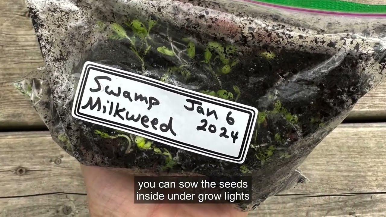 Planting Milkweed Seeds