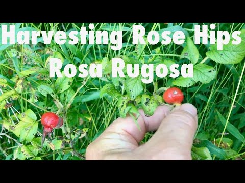 Video: Rosa rugosa կամ կնճռոտ մասուր