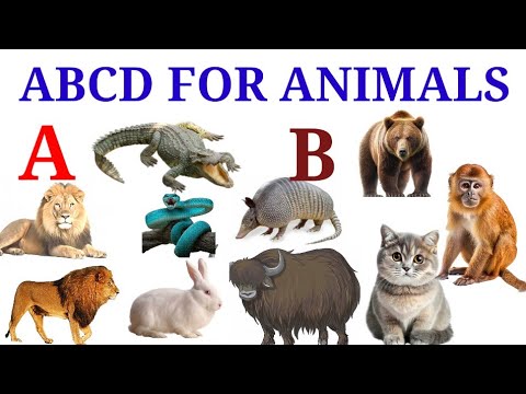 A FOR ALLIGATOR | B FOR BEAR | ABCD LEARNING | abcd learning for ...