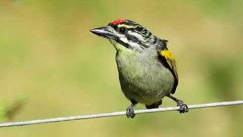 Birding in the Eastern Cape, South Africa:  Red-fronted Tinkerbird (revised and extended)