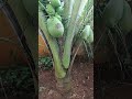 Three years old Hybrid Coconut Tree from my garden