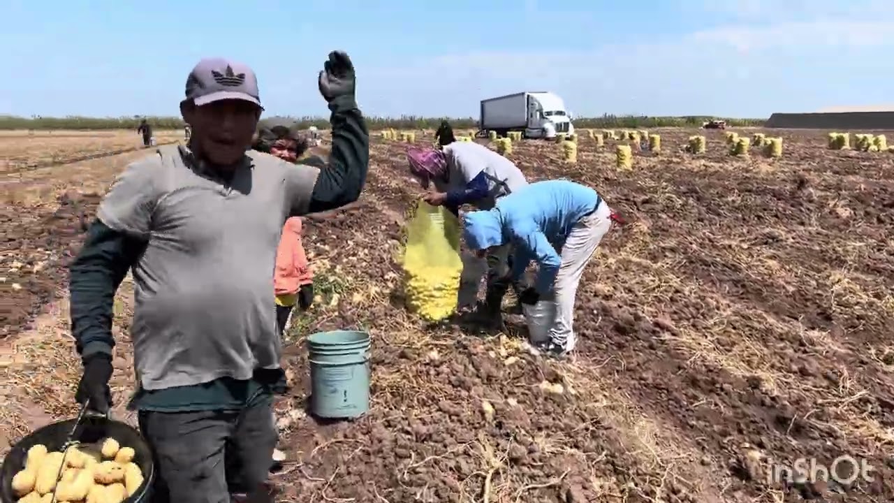 Cosecha de papa 2026 ✨#video #losmochis  #sinaloa  #cocecha #sinaloa 