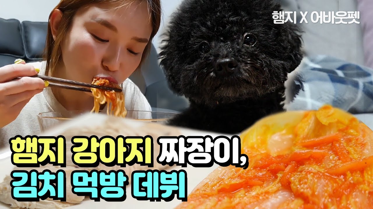 ⁣K-강아지의 김치먹방, 햄지따라 먹방 데뷔한 짜장이 ep.2│어바웃펫 About Pet