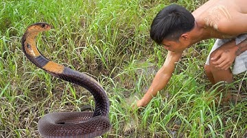 Primitive Technology Find Food - Skill Snake Trap Catch And Cooking -Catch n Cook #2