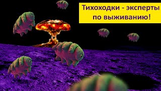 Тихоходки - микросупергерои! Наталья Носова