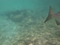 The fish and the girls, Snorkeling in Aruba, Baby beach 09 Video 2