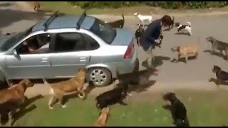 Periodista Fue Atacado Por Una Gran Cantidad De Perros En Plena Transmisión En Vivo