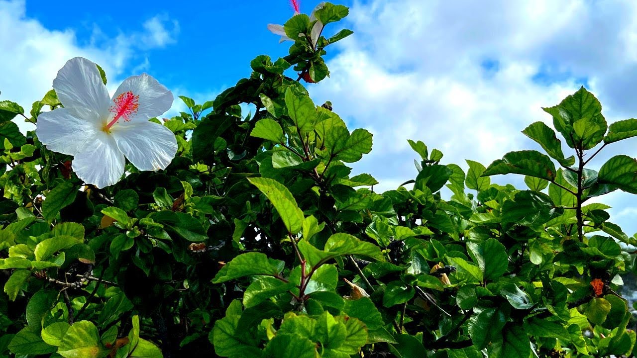 Nature Sounds White Hibiscus Flower Relax Focus Study Deep Sleep