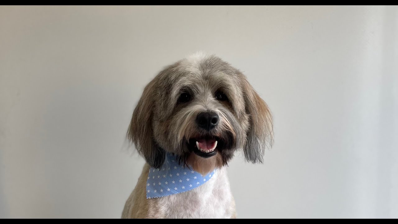 Matted Tibetan Terrier Shave down Dog Grooming YouTube
