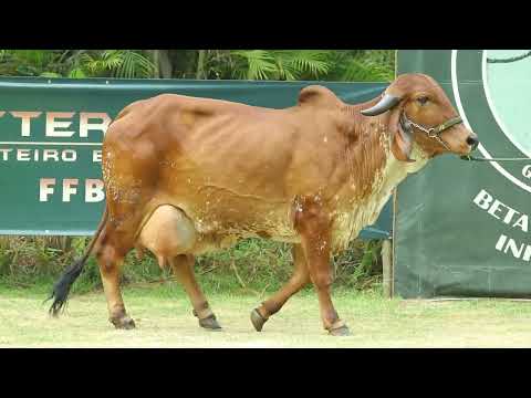 LOTE 04   HMQ 349   ATUAL