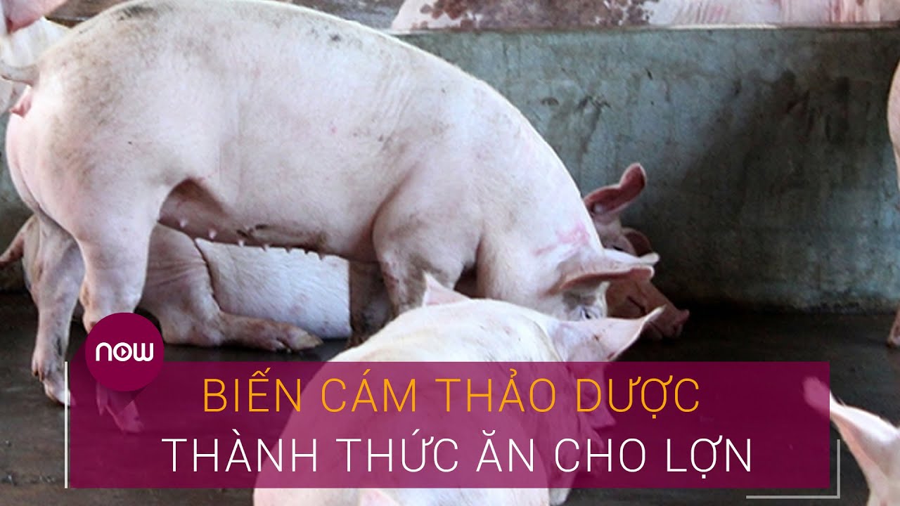 Độc Chiêu