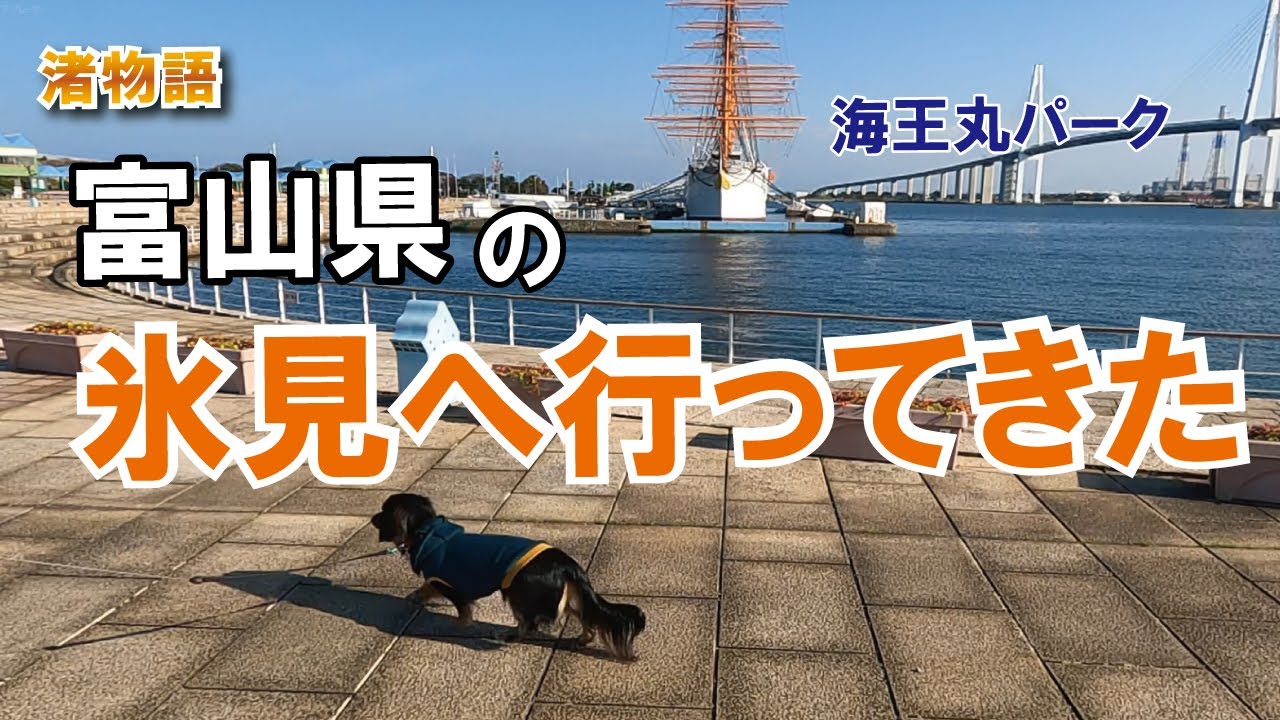 ミニチュアダックスと富山の氷見へ行ってみたら最高   #ミニチュアダックスフンド #vlog #ペット動画 #富山 #富山観光 #氷見旅行