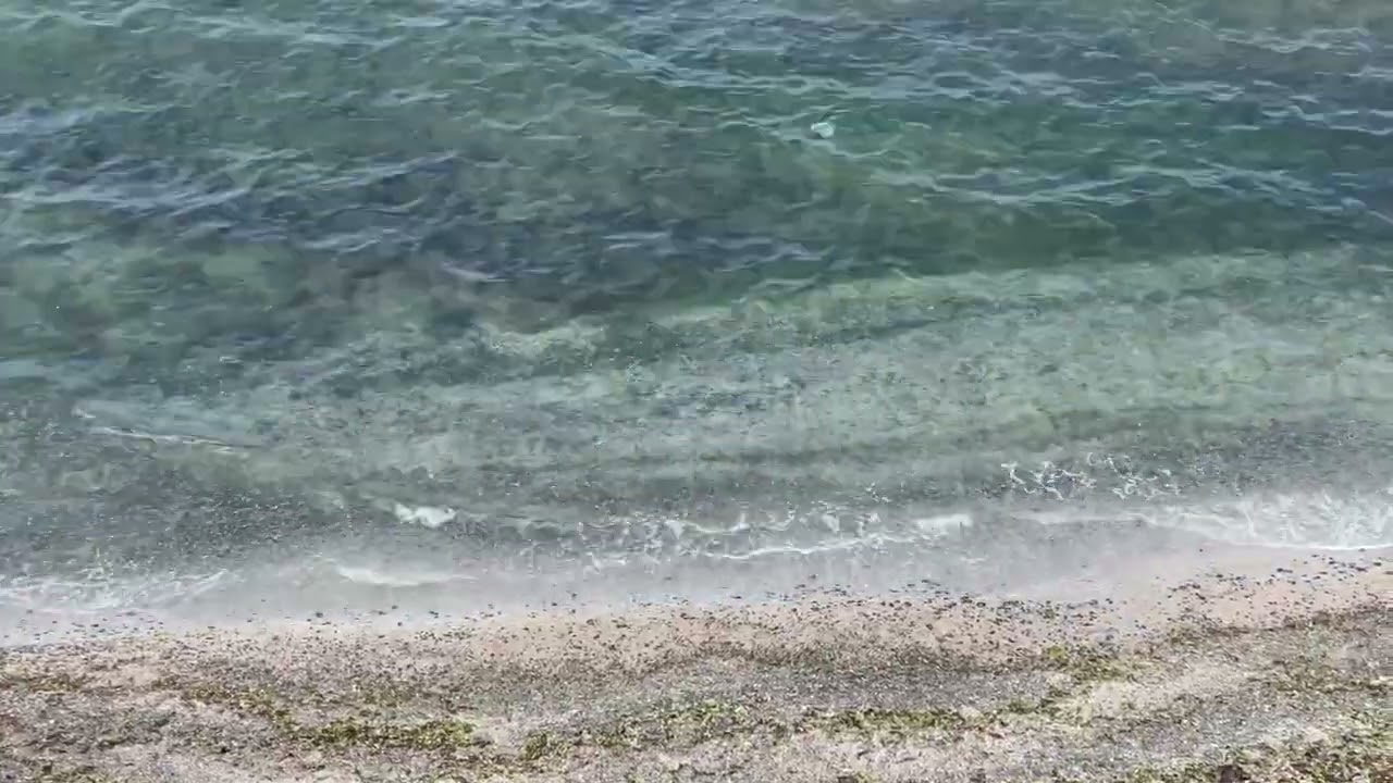 Watch Bee Surfing on YouTube Watch Bee Surfing on YouTube