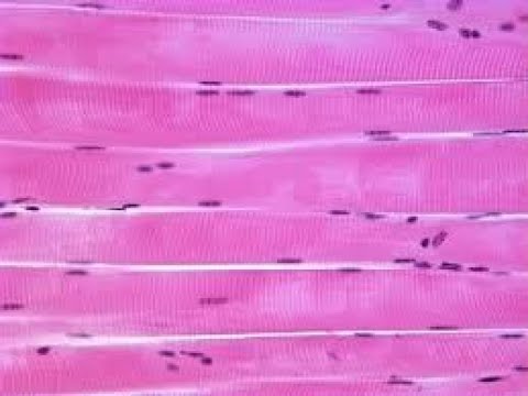Striated muscles - Biology A2 Cambridge - YouTube