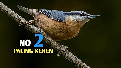 4 jenis burung rambatan dengan ciri khasnya yang sangat unik