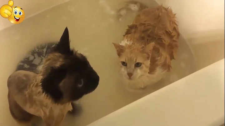 Cats Hate Water! -will make you LAUGH YOUR HEAD OFF  Compilation 2018