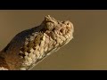 Why Do These Birds Hunt Like Wolves?