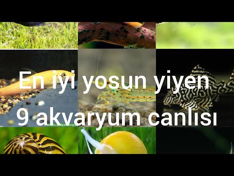 Video: En İyi 5 Tatlı Su Akvaryum Balığı ve Yosun Yiyen Kriterler