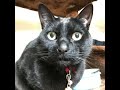 黒猫「ザ・キング・トーンズ」を歌う&rarr;【歌う黒猫】空にお願いの歌「ザ・キング・トーンズ/グッド・ナイト・ベイビー」※黒猫日記-135日目