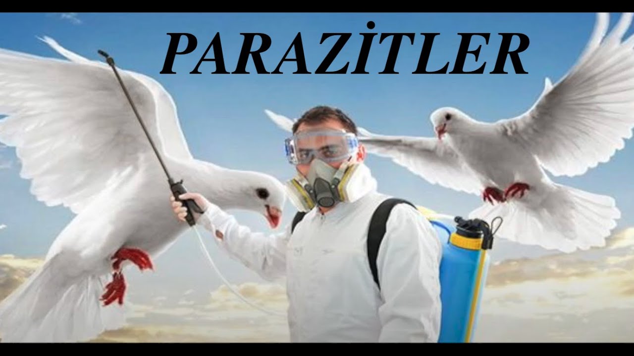 Güvercinler ve Parazitler