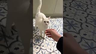 Funny Cats 😹 Episode 462 #Shorts