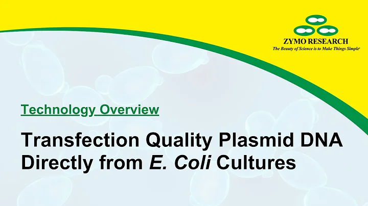 Transfection Quality Plasmid DNA Directly from E. Coli Cultures