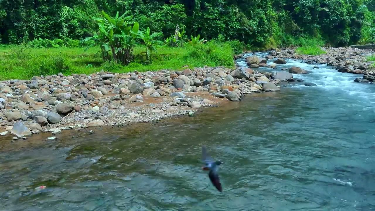 Relaxing River Sounds, Peaceful Forest River - 10 Hours Long - 4K - Nature Video