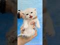 Cute kittens MEOWNG #2 #shorts