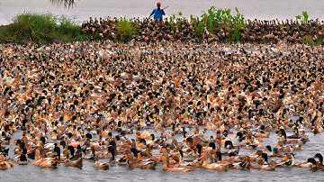 How Duck Farming Make Millions Eggs & Meat 🦆 - Duck Raising Technology