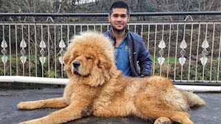 The Lioness of Tibet: A 10-Month Old Tibetan Mastiff 🦁