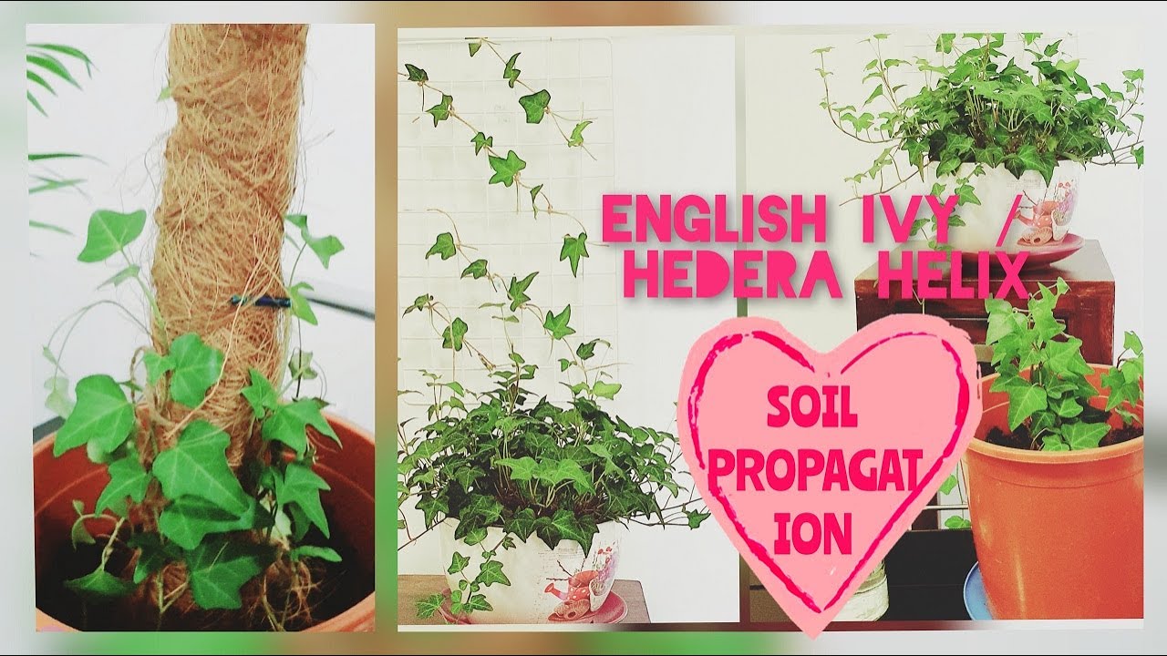 Propagation of IVY(Hedera Helix)/Soil propagation of English ivy/how long  ivy root/ivy on moss stick