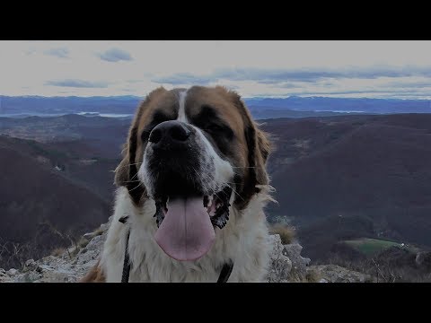 Trening sa bernardincem (2017)