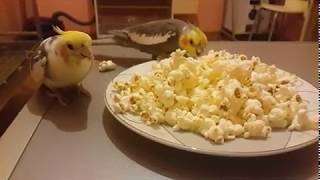 En Komi̇k Kuş Vi̇deolar Top 10 Funny Bi̇rd Ani̇mal