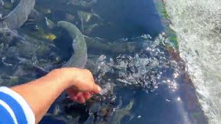 Rainbow trout fish hatchery.Fresno, California