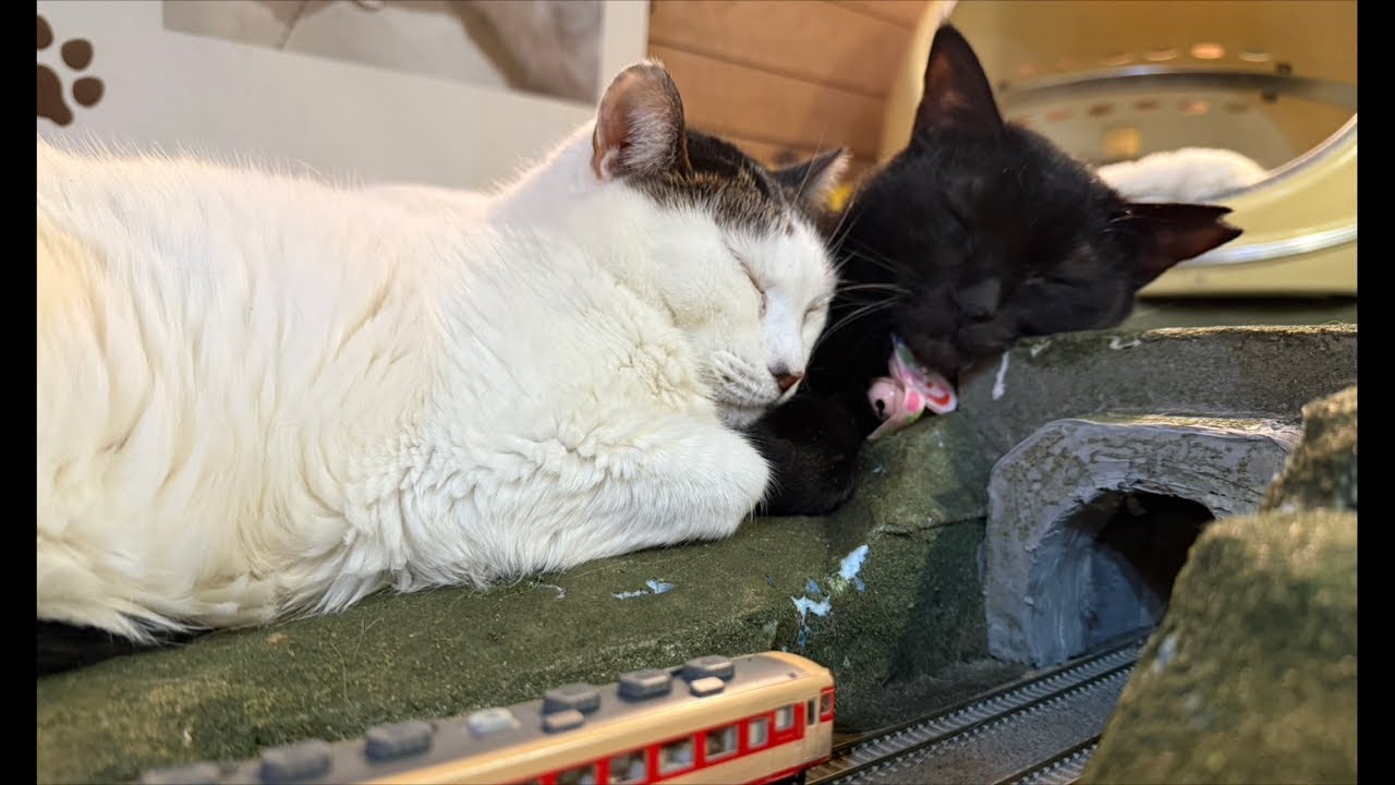 Your Super Chat saves the lives of cats